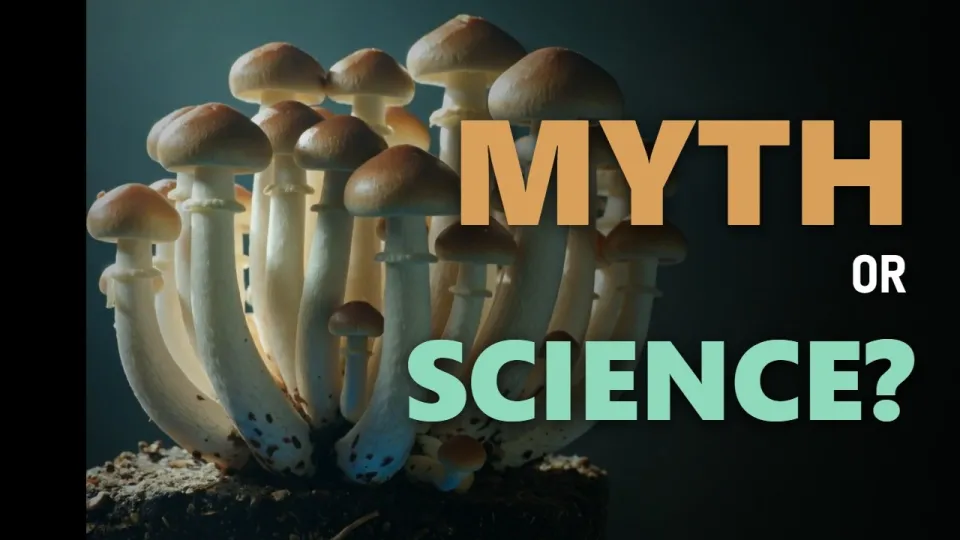 5 Essential Facts About Penis Envy Mushrooms You Need to Know